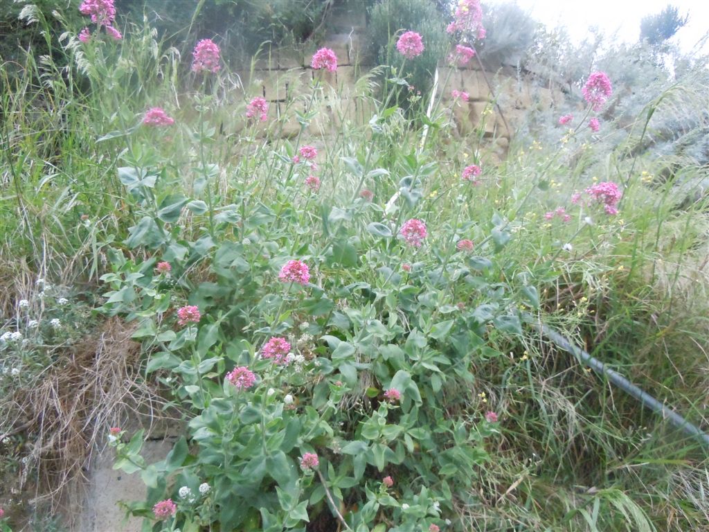Centranthus ruber
